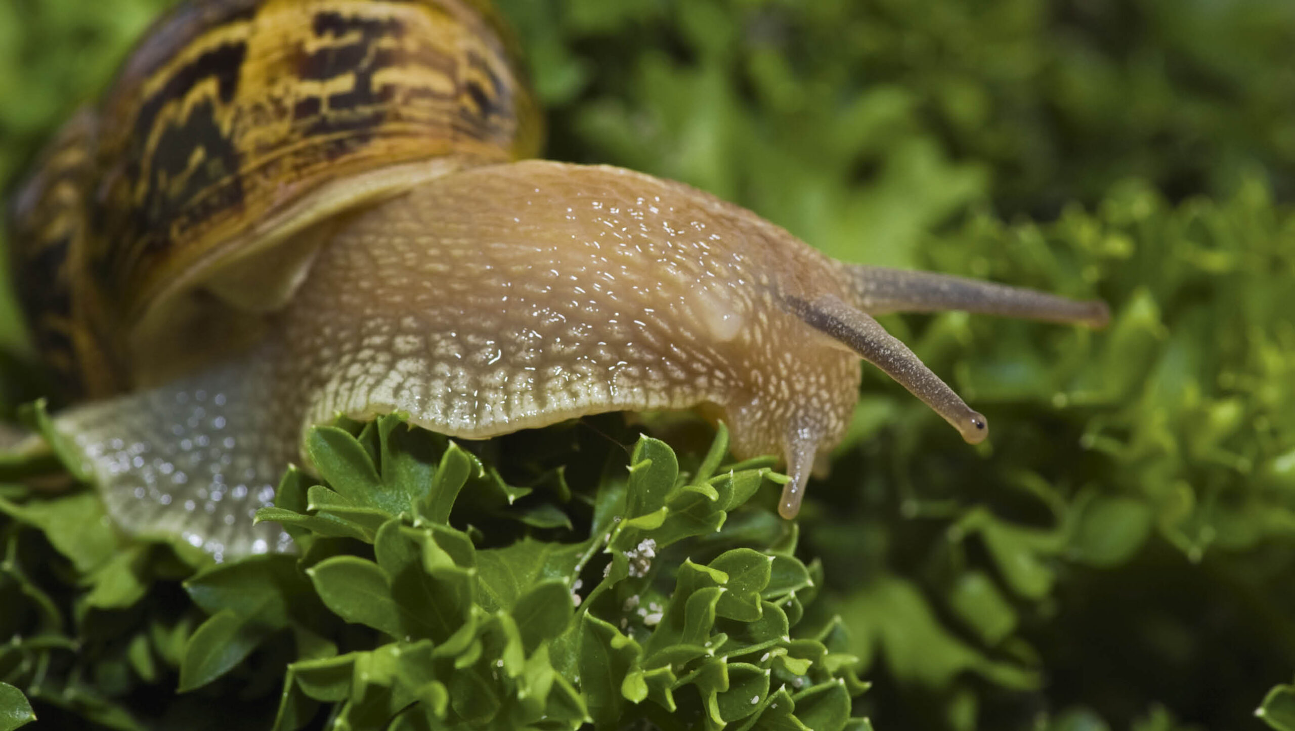 Snails love tender plants and seedlings.